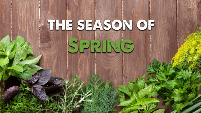 Bundle 4: Introduction + Spring: Season of Liver and Gallbladder